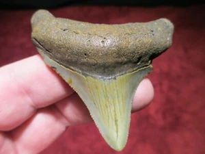 2-5/8 Inch MEGALODON SHARK Tooth Fossil Mega Teeth NC DEEP SEA OCEAN WATER SCUBA - Picture 1 of 8