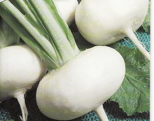 Placa MAIRÜBE Witte Mei, para unas 400 plantas semillas remolacha - Imagen 1 de 1