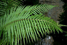 Rare fern spore for sale - Pneumatopteris costata  (Rainforest Fountain Fern)
