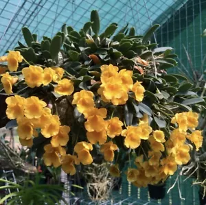 AAO Orchid-Dendrobium Jenkinsii - Picture 1 of 4