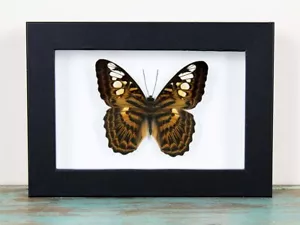 Clipper Butterfly in a Frame - Foto 1 di 3