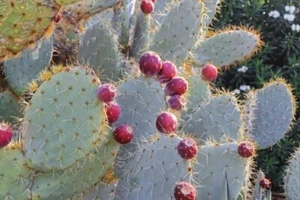 Ruota Cactus - Tappo Nopal - Opuntia robusta - 25+ semi - semi - G 126 - Foto 1 di 1