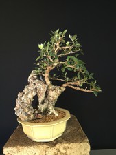 BONSAI DI OLIVASTRO