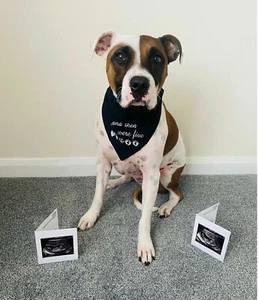 And Then There Were Four Five Gender Reveal Baby Dog Bandana Tie Scarf - Picture 1 of 8