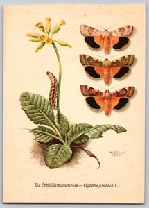 Kunstverlag Postcard - Agrotis Fimbri Moth Lifecycle Botanical Art by Ph. Gonner - Picture 1 of 3