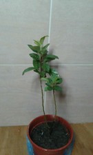 Anak pokok epal NZ Queen/ NZ Queen sapling tree