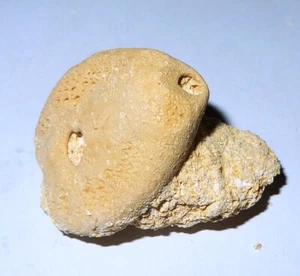 Fossil Echinoid specimen from Australia  32x27mm  14g #3256 - Bild 1 von 3