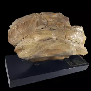 Cáscara de mar de ostra gigante fósil raro 5100 g - Imagen 1 de 7