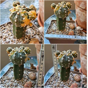 Astrophytum asterias variegata gepfropft - Bild 1 von 1
