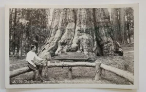 Vintage Sequoia Nationalpark Postkarte General Sherman Tree Foto unbesendet RPPC S/W - Bild 1 von 3