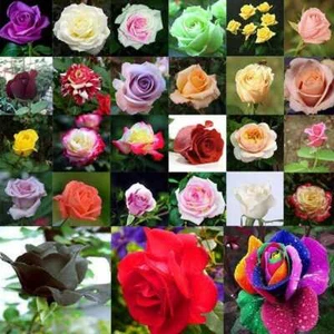 80 Stücke Seltene Rose Blumensamen Grünpflanze für Deko - Bild 1 von 16