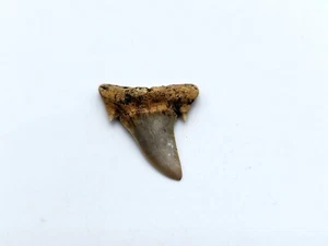 Diente de tiburón fósil Jaekelotodus trigonalis - Ucrania, en buen estado - Imagen 1 de 3
