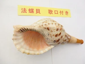 HORAGAI Conch Shell 35㎝ 636g NEW - Picture 1 of 4