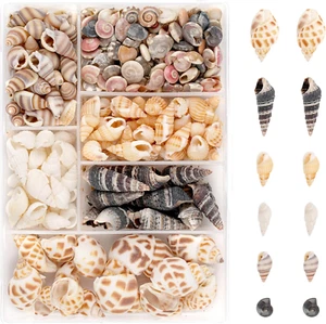 100 Stück Muscheln, Muscheln zum Basteln, Natürliche Muscheln Deko mit Aufbewahr - Bild 1 von 7