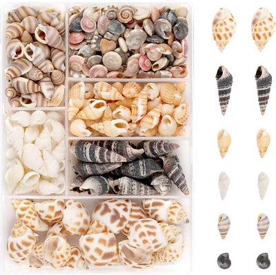 100 Stück Muscheln, Muscheln zum Basteln, Natürliche Muscheln Deko mit Aufbewahr - Bild 1 von 4