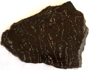 Losa de raíz de palma fosilizada - 245 gramos - Indonesia - negra - blanca - Imagen 1 de 2