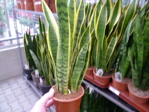 Sansevieria trifasciata  40/50 cm Zimmerpflanze - Bild 1 von 2