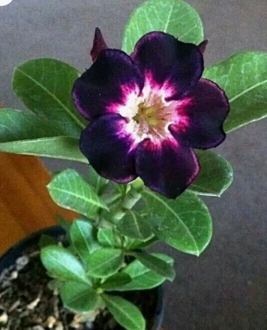 20 Semillas De Rosa Del Desierto Adenium Obesum - Image 1 of 1