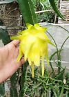 2-10 Fresh Stem Golden Yellow Dragon Fruits ~ Pitaya ~ Selenicereus Megalanthus