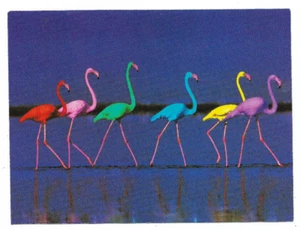 Postkarte Flamingos coloriert 4,25" x 5,75" neu & unbenutzt - Bild 1 von 2