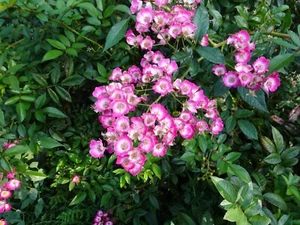 Strauchrose Rose - Rosa 'Mozart' - Güteklasse A im 5 Liter Container - Bild 1 von 2