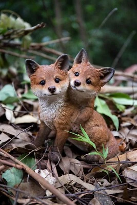 Fox Pups Hugging-Garden Statue, Garden Decoration, Home Decor, Animal Sculpture - Image 1 of 4
