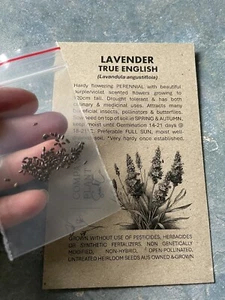 Lavender 'True English' HERITAGE Heirloom Variety QLD Grown Open-Pollinated Seed - Picture 1 of 2