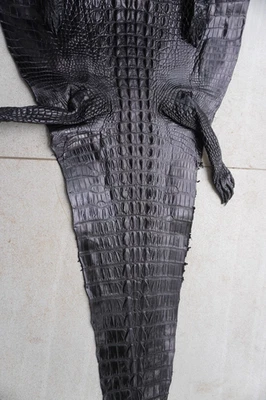 Piel de cuero con espalda de cuerno de cocodrilo real negro piel exótica taxidermia W 14 pulgadas E9 Foto 1 de 4