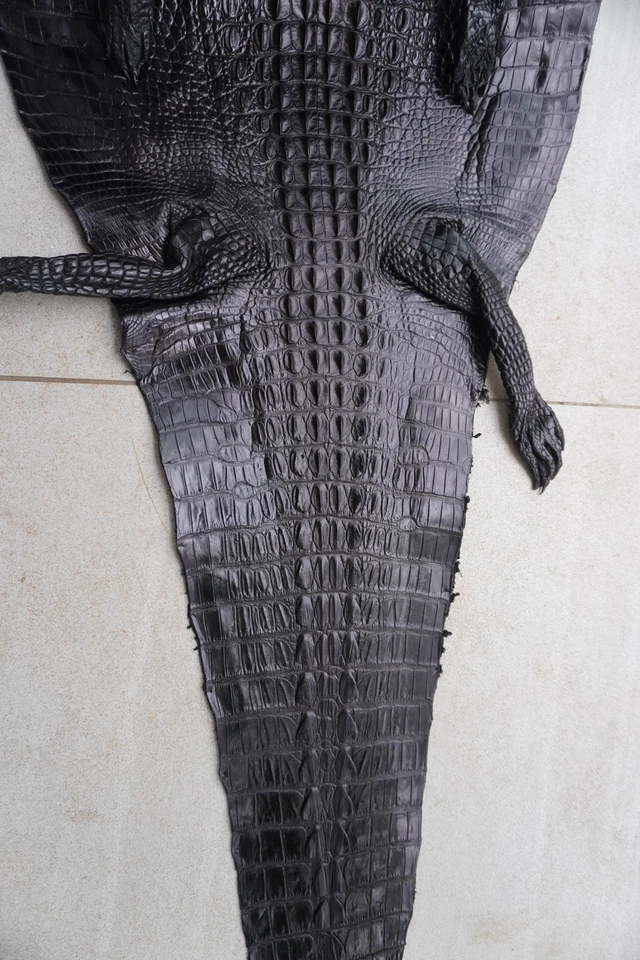 Piel de cuero con espalda de cuerno de cocodrilo real negro piel exótica taxidermia W 14 pulgadas E9 Foto 1 de 4