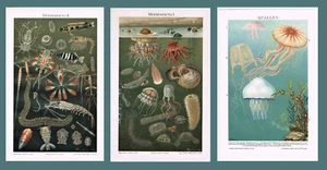 Deep Sea Fauna and Jellyfish Three Chromo Lithographs 1898 - Picture 1 of 9