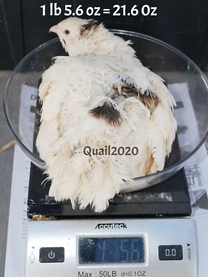 JAMES MARIE FARMS PRE-SALE 12 SUPER GIANT WHITE Coturnix Quail Hatching Eggs LARGEST IN THE WORLD!
