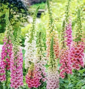 4000+ DIGITALIS FOXGLOVE MIXED SEEDS | 4000 SEEDS, USA SELLER - FREE SHIPPING! - Picture 1 of 3