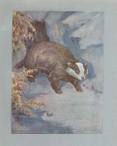 DER DACHS SCHÖNER ANTIKER EXLIBRIS KUNSTDRUCK von BARBARA BRIGGS TOLLES GESCHENK - Bild 1 von 1