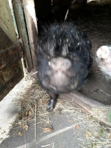 Aus Tierheilpraxis; Kräuter für Minischweine, Schafe,Ziegen ( 50 Gramm ) - Bild 1 von 3