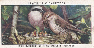 Birds & Their Young 1938 - Players Cigarette Card - 32 Red Backed Shrike