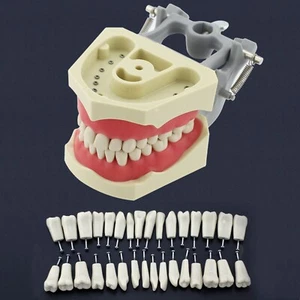 Modelo Typodont dental tipo 860 Columbia Dentoform 860 y kit de dientes extraíbles 32 piezas - Imagen 1 de 21