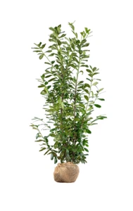 Kirschlorbeer Novita-Auswahl: 60–225cm – Prunus, robust, schnellwachsend, Hecke - Bild 1 von 11