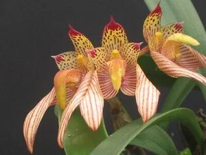Orchid species Bulbo bicolor flowering size - Picture 1 of 10