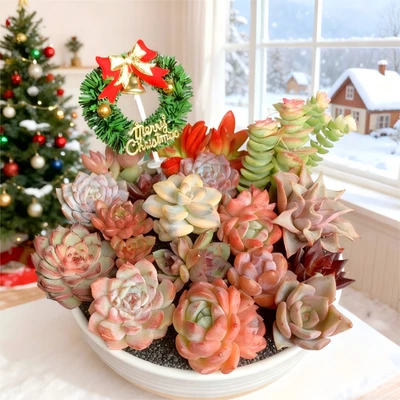 Рождественские — 24 шт., редкие суккулентные растения | голые корни | живые, простые в уходе растения - Изображение 1 из 4