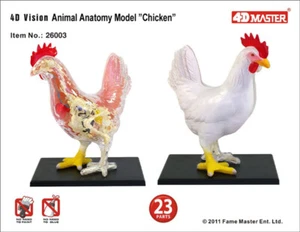 Puzzle toys CHICK Animal anatomy modell teaching model - Picture 1 of 6