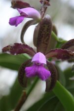 New listing
		C. leopoldii var. tigrinum Cattleya Orchid Species Plant