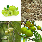 Getrocknetes Ceylon Amla Nelli Blätter Phyllanthus Tee Kräuter natürliches Bio-Getränk 50g