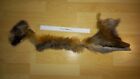 Genuine Red Fox (Vulpes Vulpes Crucigera) Pelt Skin Rug Fur Tail Taxidermy Craft