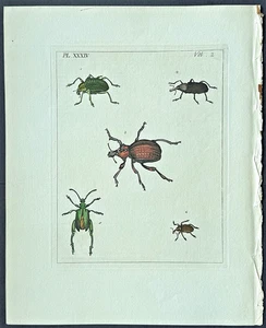 VERY RARE 1773 DRURY Vol.2  FOUR WEEVILS Plus One HC Copper Plate XXXIV 34 - Picture 1 of 7