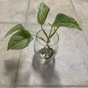 Pothos Marble Queen Cutting With Roots - Picture 1 of 7