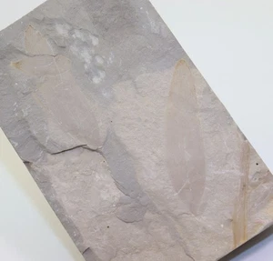 Konifere, Podozamites distans, Jura, Hettang, Pechgraben b. Bayreuth, D -L734 - Picture 1 of 3