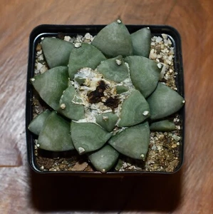 Ariocarpus retusus retusus #3 - Picture 1 of 1