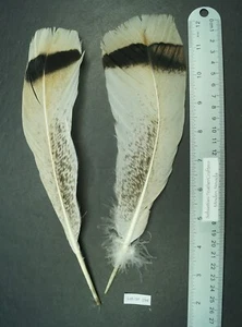 Lote de dos plumas Heritage cola de pavo mancha ~10,5" - SF 194 - Imagen 1 de 4