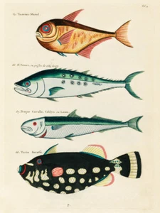 Ilustraciones de peces encontrados en Molucas Indonesia y las Indias Orientales 34 - Imagen 1 de 3