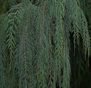 Kashmir cypress Cupressus cashmeriana seeds 2